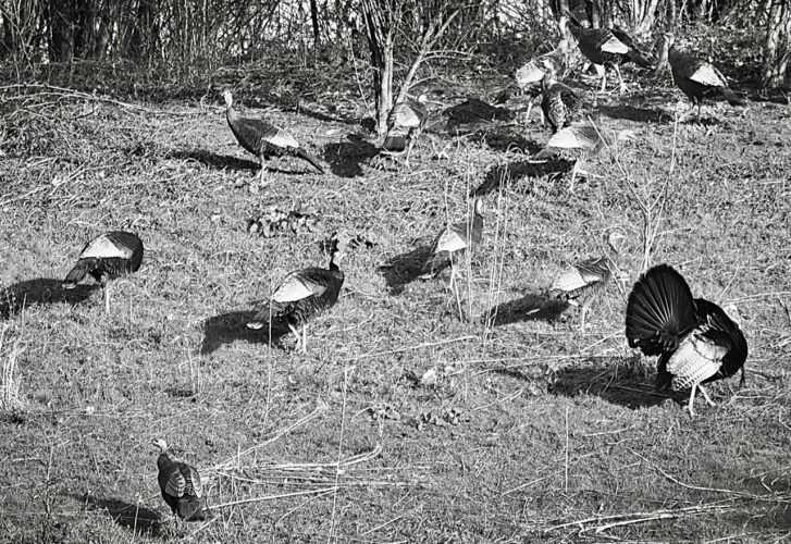 Early hunting nearly wiped out Ohio’s wildlife